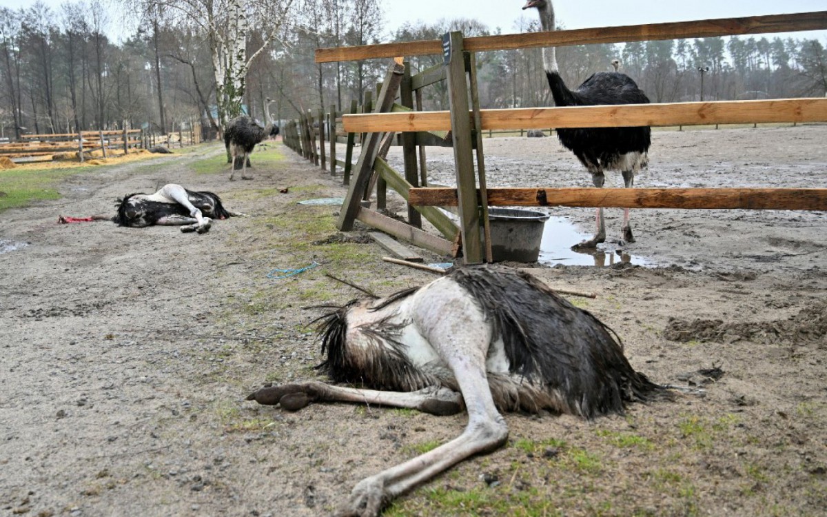 Depois de cinco semanas da campanha militar ordenada em 24 de fevereiro por Vladimir Putin, que deixou algumas áreas da Ucrânia em ruínas, a Rússia anunciou nos últimos dias que reduziria os ataques contra Kiev e a cidade de Chernihiv (norte)