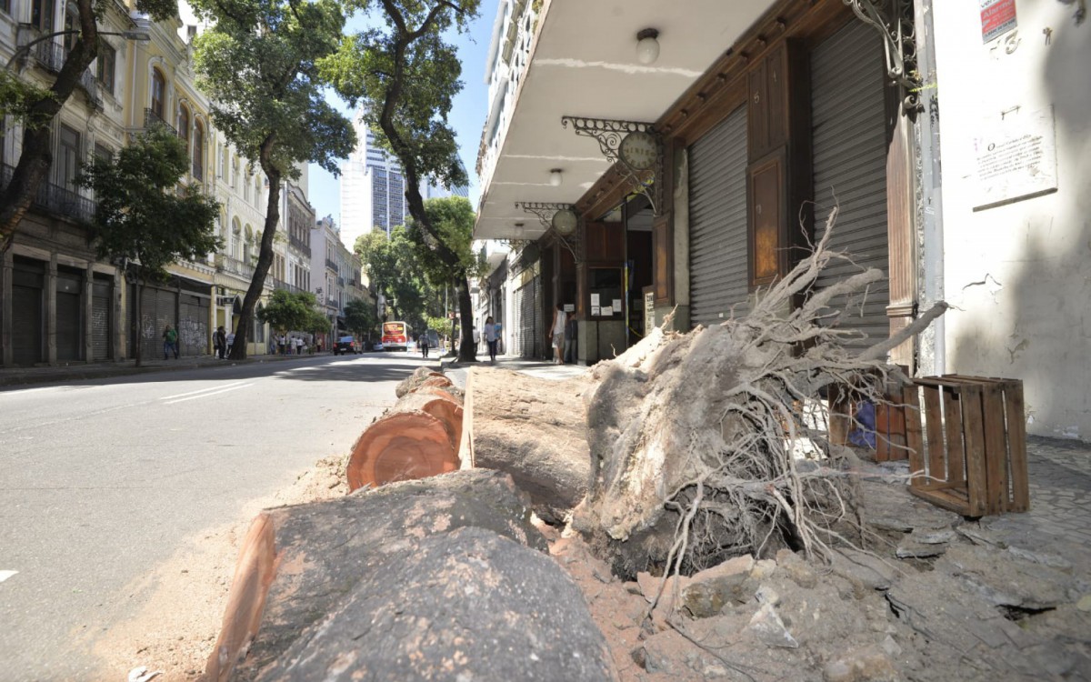 &Aacute;rvore que caiu na Rua da Carioca, em frente ao Cine Iris, no Centro do Rio