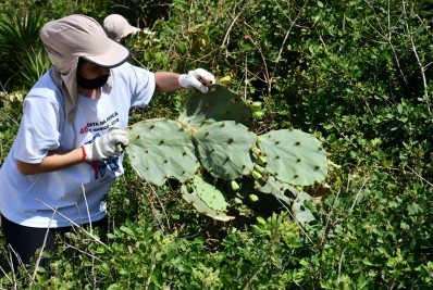 Espécies nativas reintroduzidas em áreas de restinga e Mata Atlântica