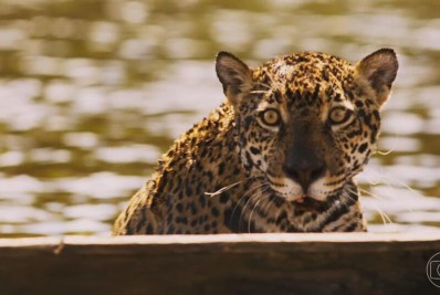 Pesquisadores monitoram comportamento de onças na Amazônia