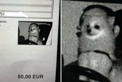 Inusitado! Cachorro é multado por excesso de velocidade