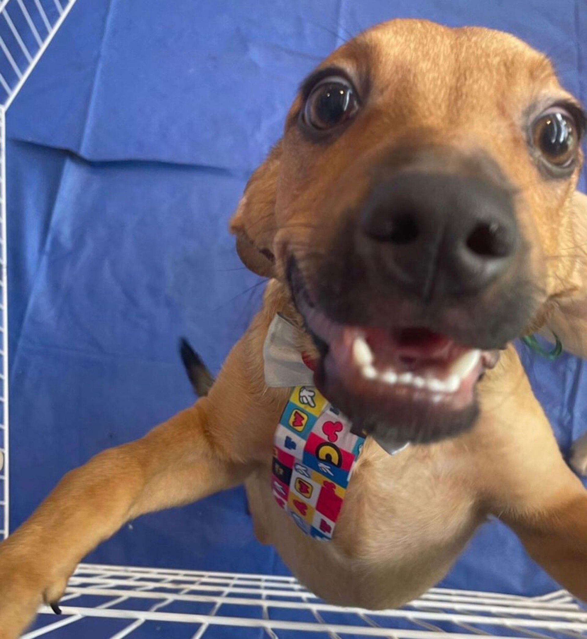 Animais disponíveis para adoção - Foto: Divulgação / RJPet - Gov RJ