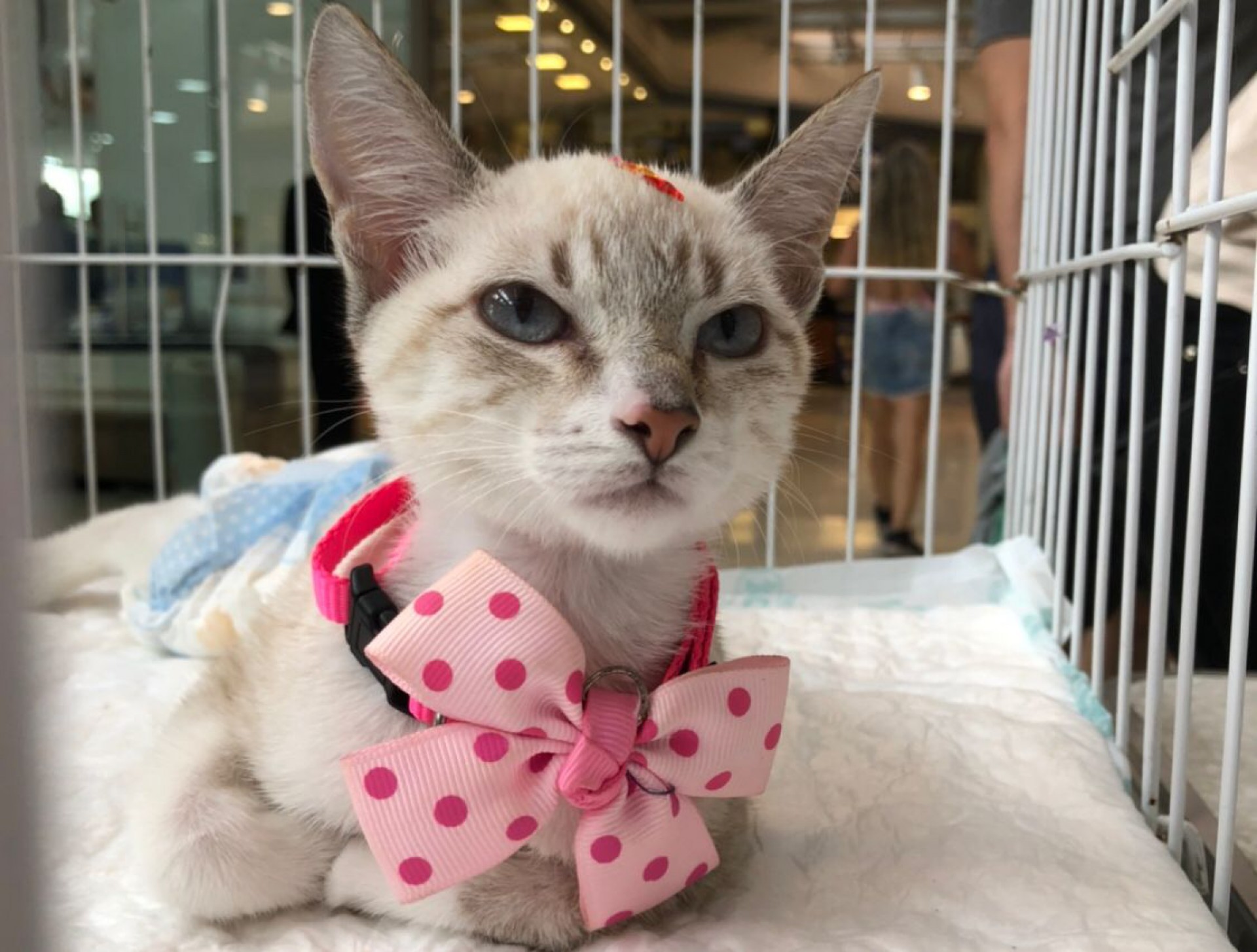 RJPet realiza feira de adoção responsável - Foto: Divulgação / RJPet - GovRJ