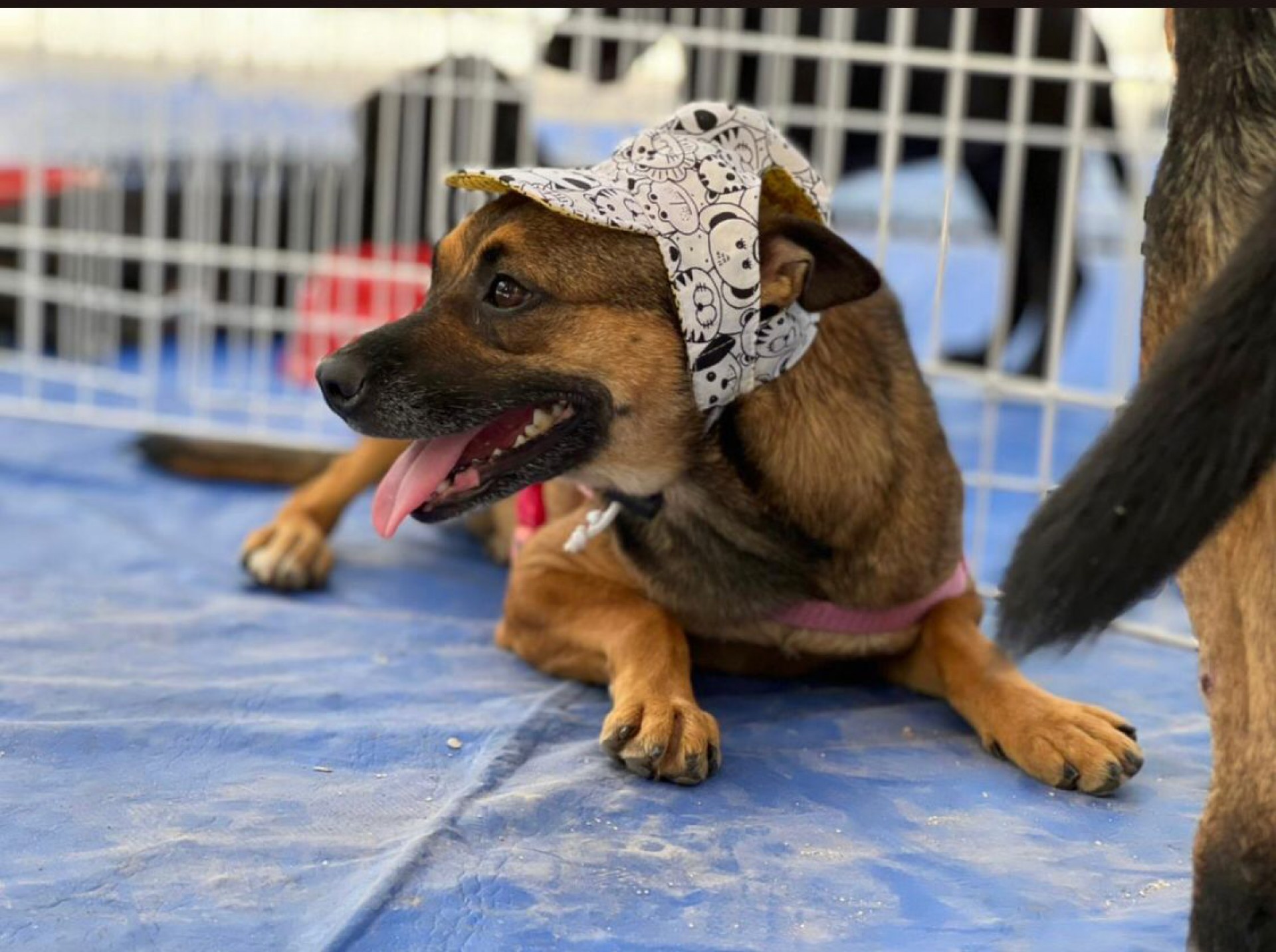 11ª Ferira de Adoção Responsável de cães e gatos será realizada pela RJPet - Foto; Divulgação / RJPet - GovRJ