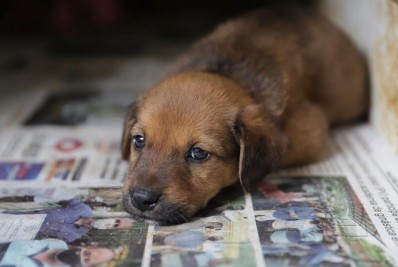 Filhotes de cães estão disponíveis para adoção responsável em Miguel Pereira