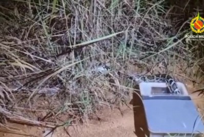 Policiais confundem píton com jiboia e soltam serpente asiática em mata brasileira