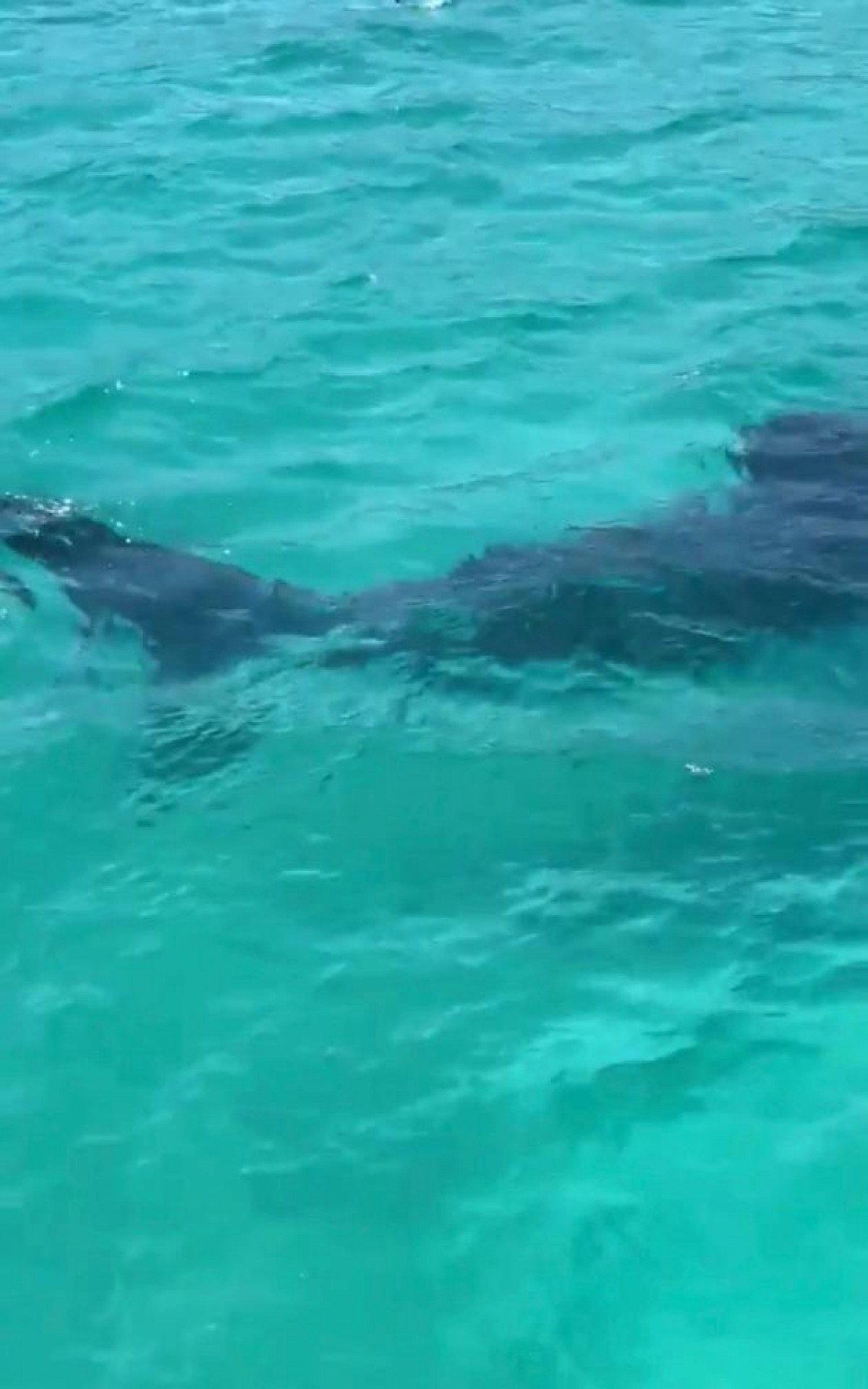 O flagra aconteceu na manh&atilde; deste s&aacute;bado (9)