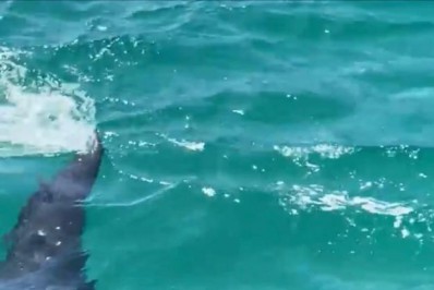 Tubarão-baleia nada ao lado de embarcação em Arraial do Cabo