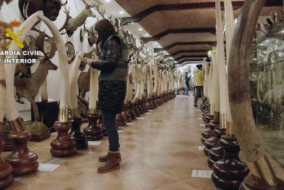 Polícia da Espanha localiza acervo de animais empalhados avaliados em R$ 148 milhões