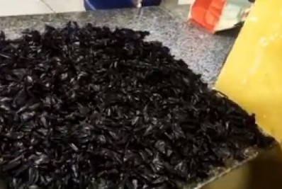 Polícia Militar apreende van que levava drogas da Maré para Angra