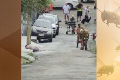 Homem internado após ataque de abelhas tem quadro de saúde estável