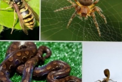 Secretaria de Saúde alerta para casos de acidente com animais peçonhentos