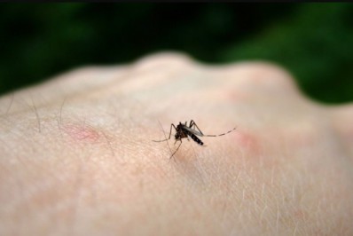 Estudo mostra como mosquitos podem 'farejar' humanos
