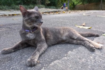Caio Blat e Luisa Arraes pedem ajuda para localizar gata perdida