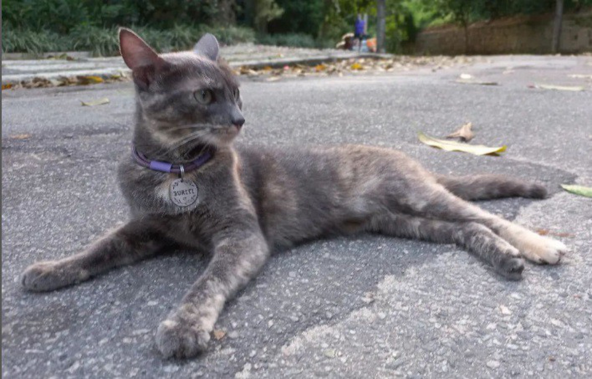 Buriti, gata de estimação de Caio Blat e Luisa Arraes - Reprodução/Instagram