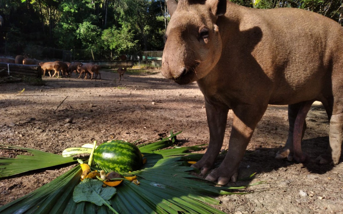 Alimentos com tema de P&aacute;scoa foram dados a p&aacute;ssaros, primatas, felinos e outros  - Divulga&ccedil;&atilde;o