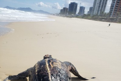 Tartaruga gigante é encontrada na praia da Barra da Tijuca, na tarde desta segunda-feira (18) - Reprodução / Redes Sociais