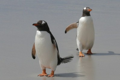 Vírus de gripe das aves é detectado pela primeira vez na costa da Antártida