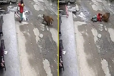 Criança é atacada e arrastada pelo cabelo por macaco em cidade da China