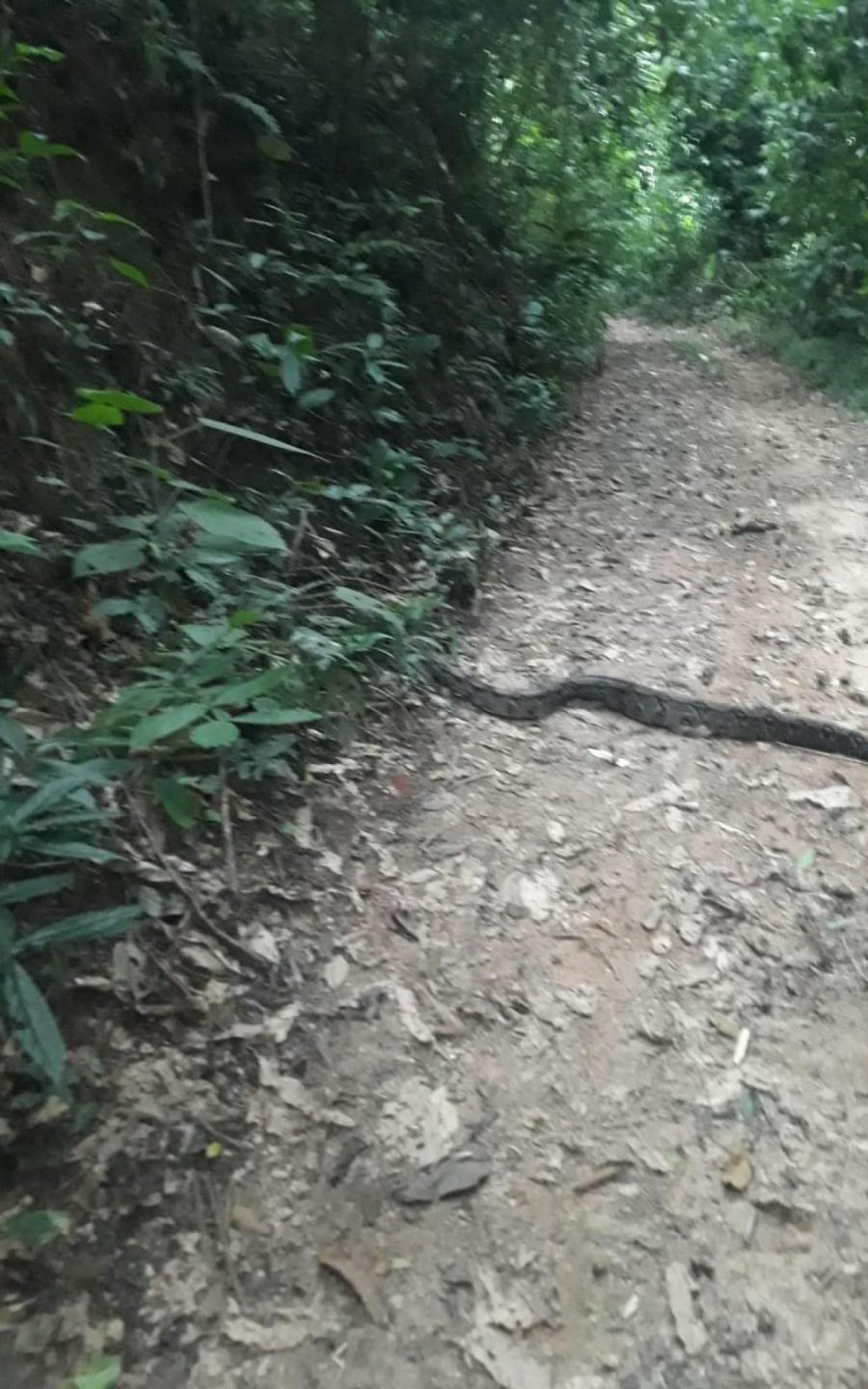 Jiboia de mais de um metro &eacute; resgatada em Saquarema