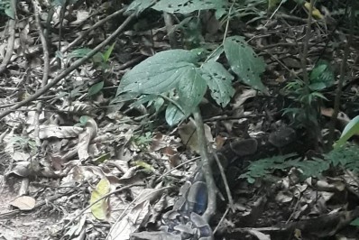Jiboia de mais de um metro é resgatada em Saquarema