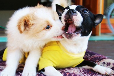 Itatiaia realiza Feira de Adoção de cães e gatos neste domingo