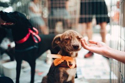 ONG oferece 50 vagas gratuitas para seminário sobre proteção e defesa dos animais 