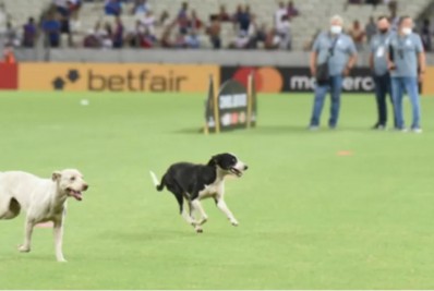 Vídeo: cachorros invadem gramado do Castelão antes de jogo do Fortaleza