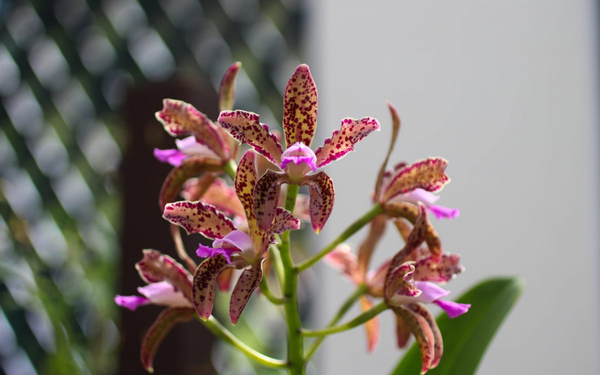 Local conta com diversas plantas nativas, ex&oacute;tica e h&iacute;bridos