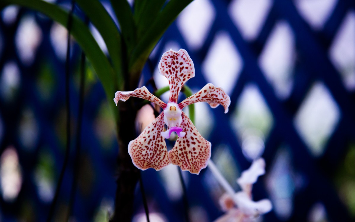 Local conta com diversas plantas nativas, ex&oacute;tica e h&iacute;bridos