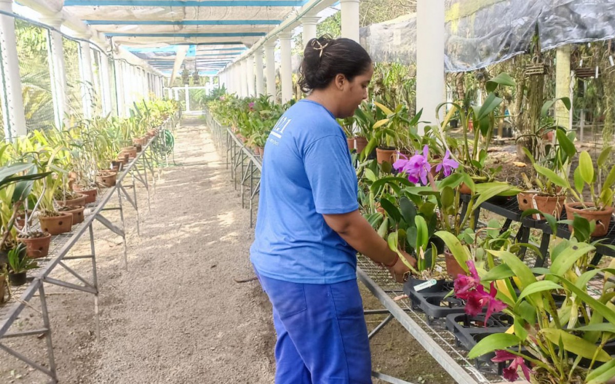 Orqu&iacute;deas s&atilde;o coletadas pelos pesquisadores do Jardim Bot&acirc;nico