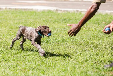 Patrulha canina do Corpo de Bombeiros do Rio recebe reforço de filhotes farejadores para salvar vidas