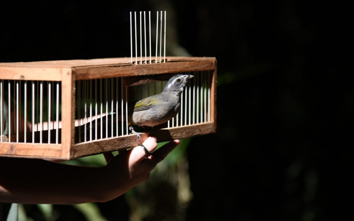 Três trinca-ferros são soltos na natureza no Parque Nacional da Tijuca - Vitor Marigo / Parque Nacional da Tijuca