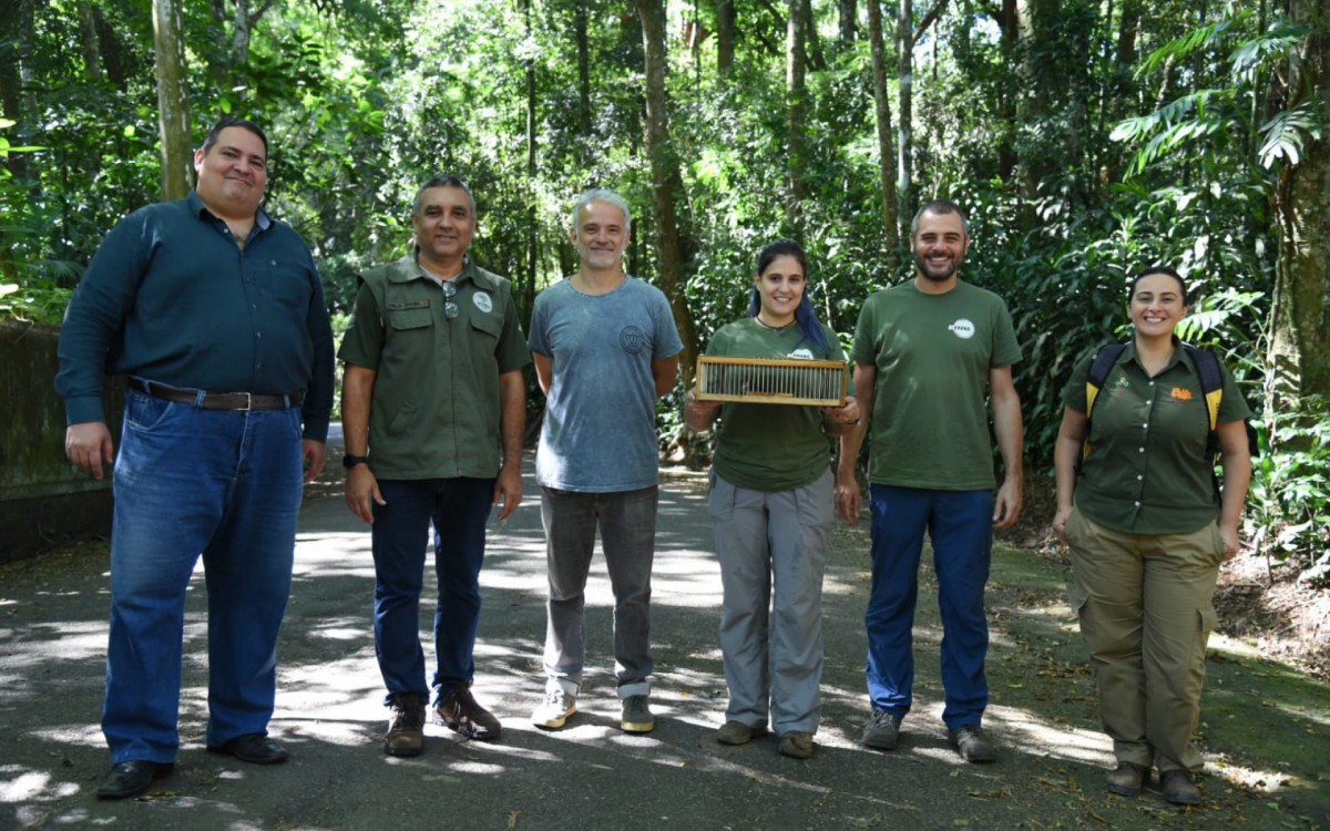 Três trinca-ferros são soltos na natureza no Parque Nacional da Tijuca