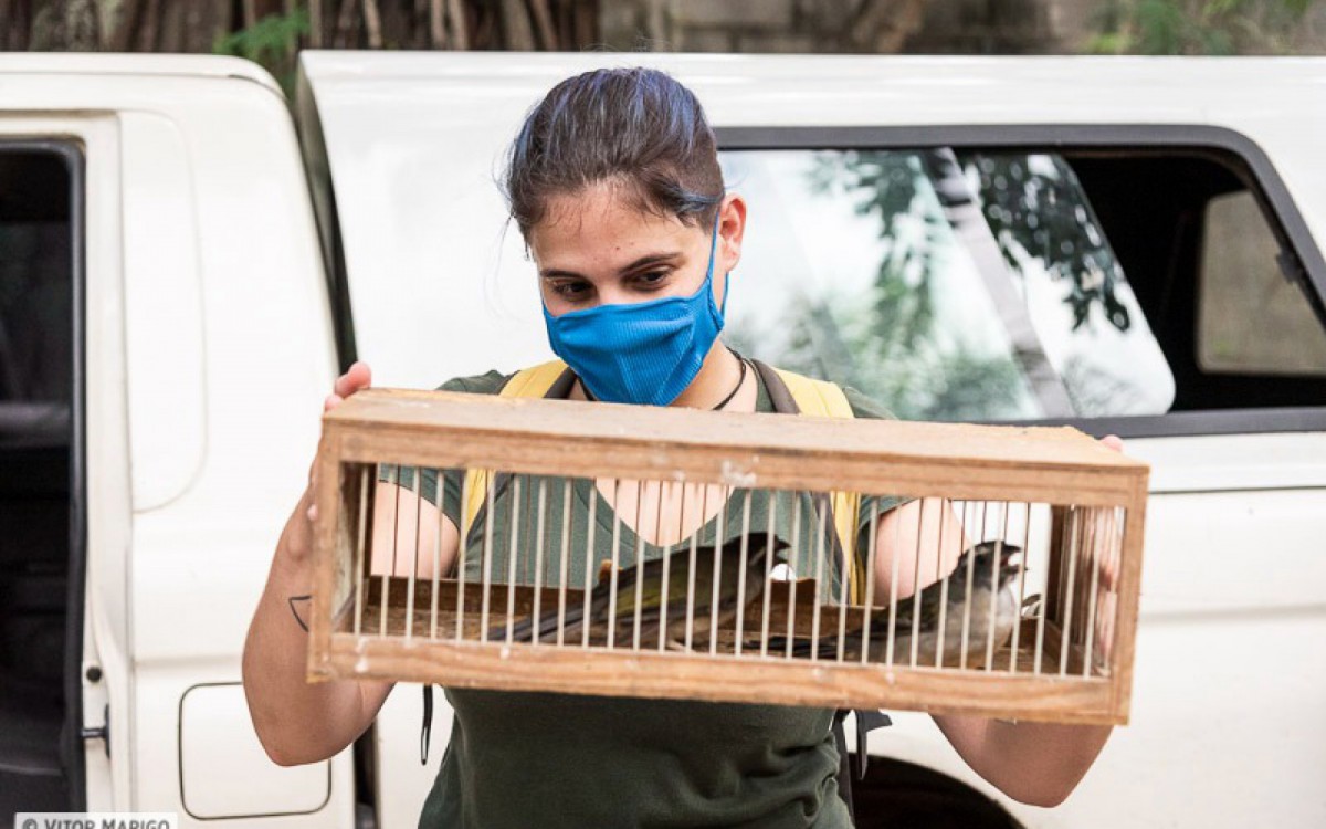 Três trinca-ferros são soltos na natureza no Parque Nacional da Tijuca