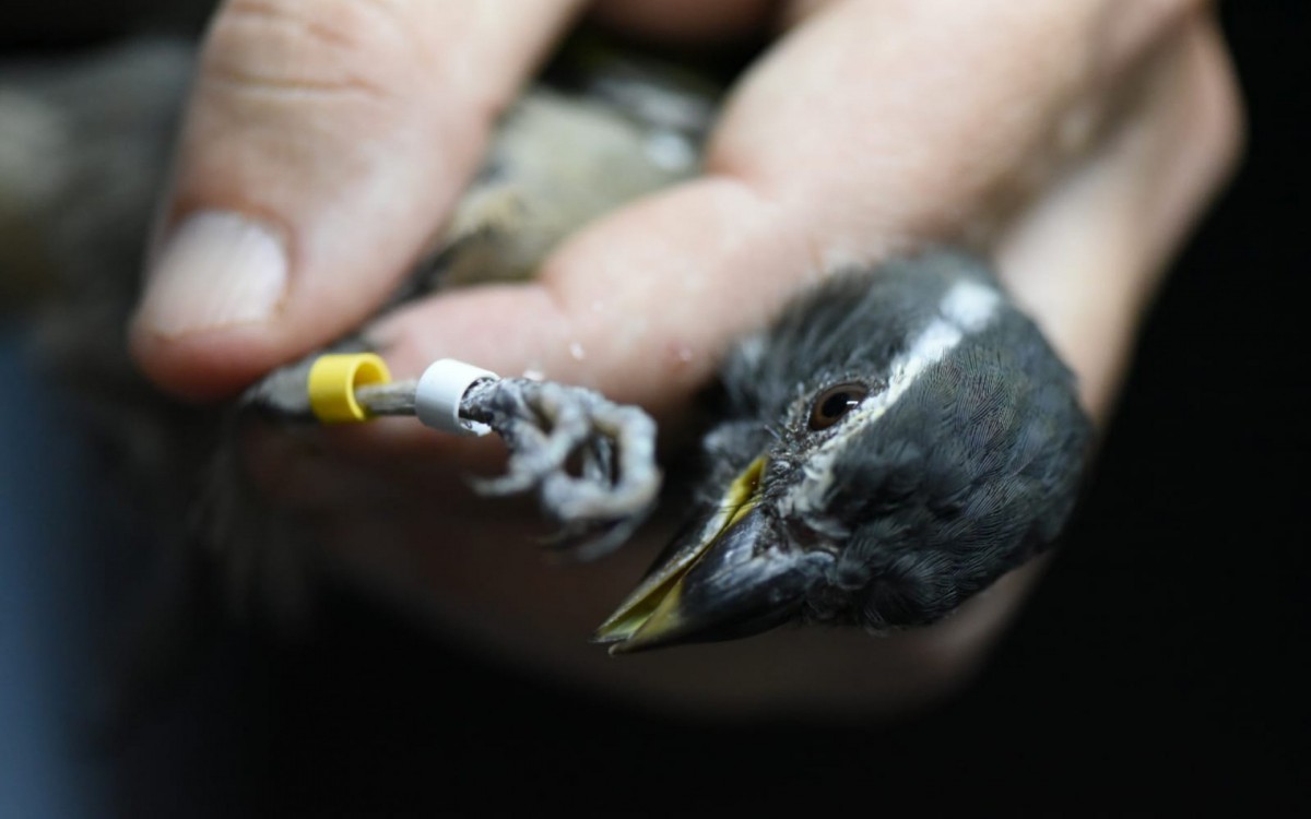 Três trinca-ferros são soltos na natureza no Parque Nacional da Tijuca