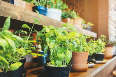 Lei propõe a criação de Horta Acolhedora Urbana para pessoas em situação de rua no Rio