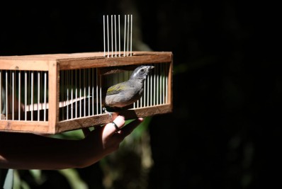 Trinca-ferros são soltos no Parque Nacional da Tijuca