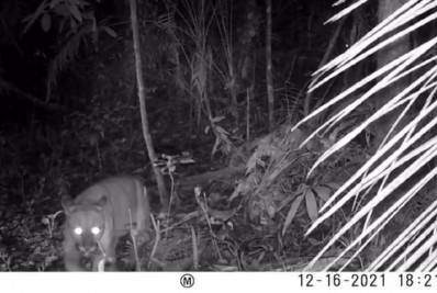 Onça-parda aparece em refúgio ambiental de Maricá
