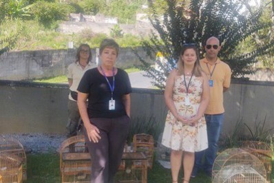 Pássaros apreendidos em operação são entregues em Lumiar