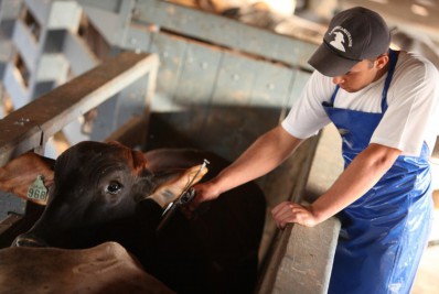 Começa primeira etapa da vacinação contra a febre aftosa