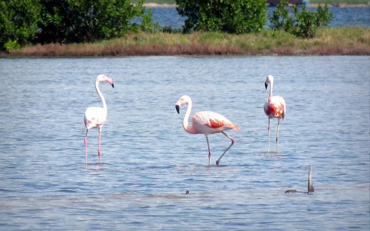 Fauna e flora amea&ccedil;adas