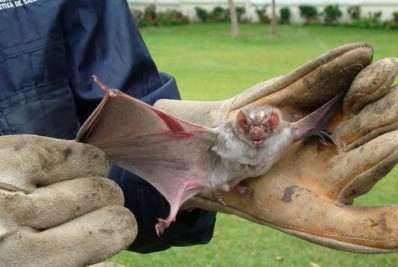 Minas Gerais confirma a morte de três crianças por raiva humana