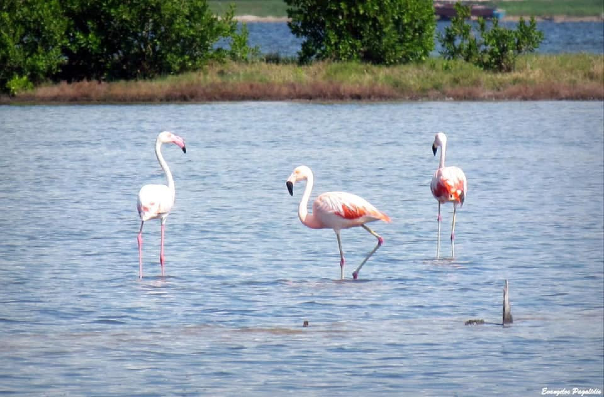 Projetos que ameaçam o meio ambiente em Cabo Frio são alvos de audiência pública da Alerj nesta sexta (6) - Divulgação