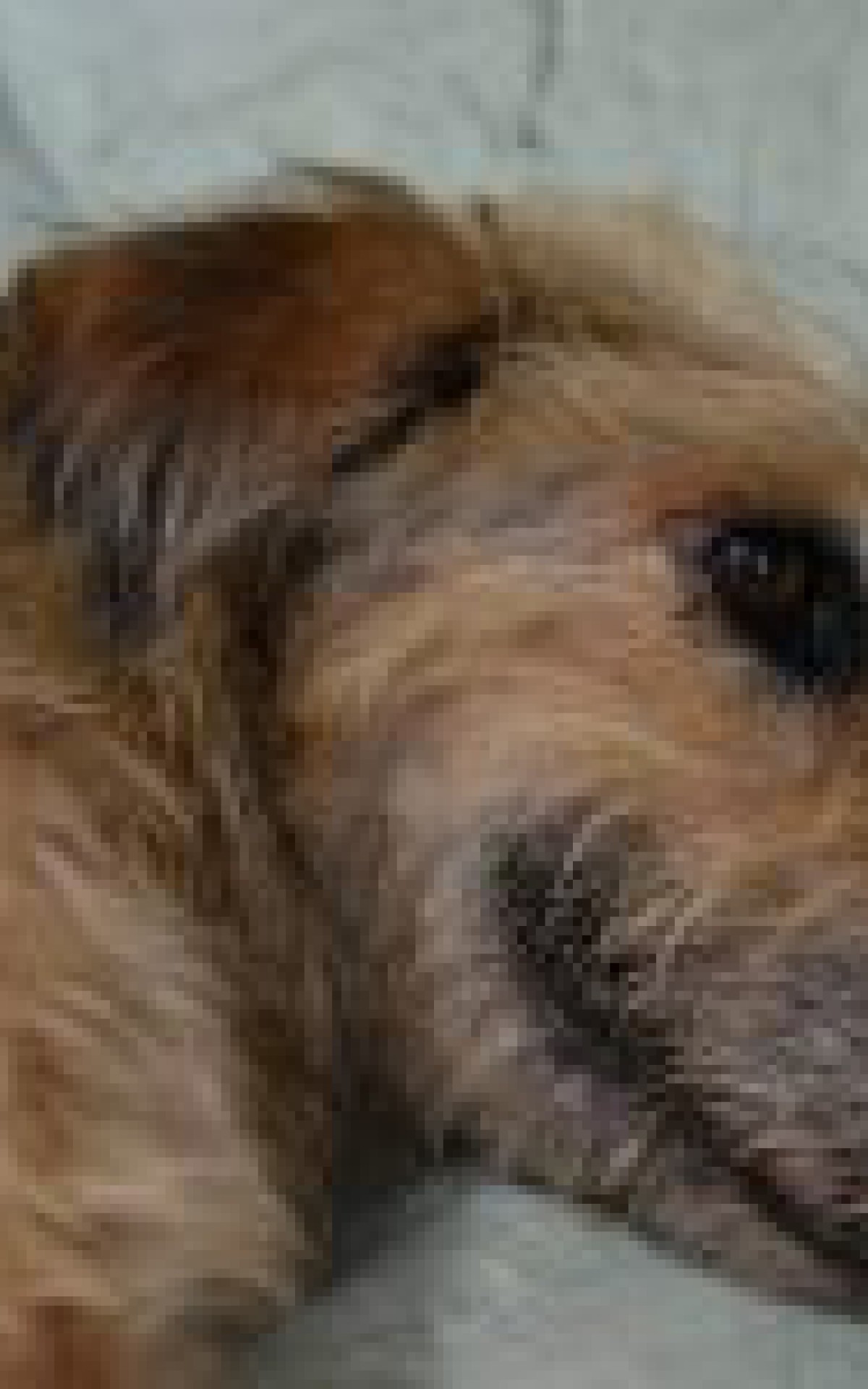 Mel fugiu depois de se assustar com o barulho dos fogos de artif&iacute;cio