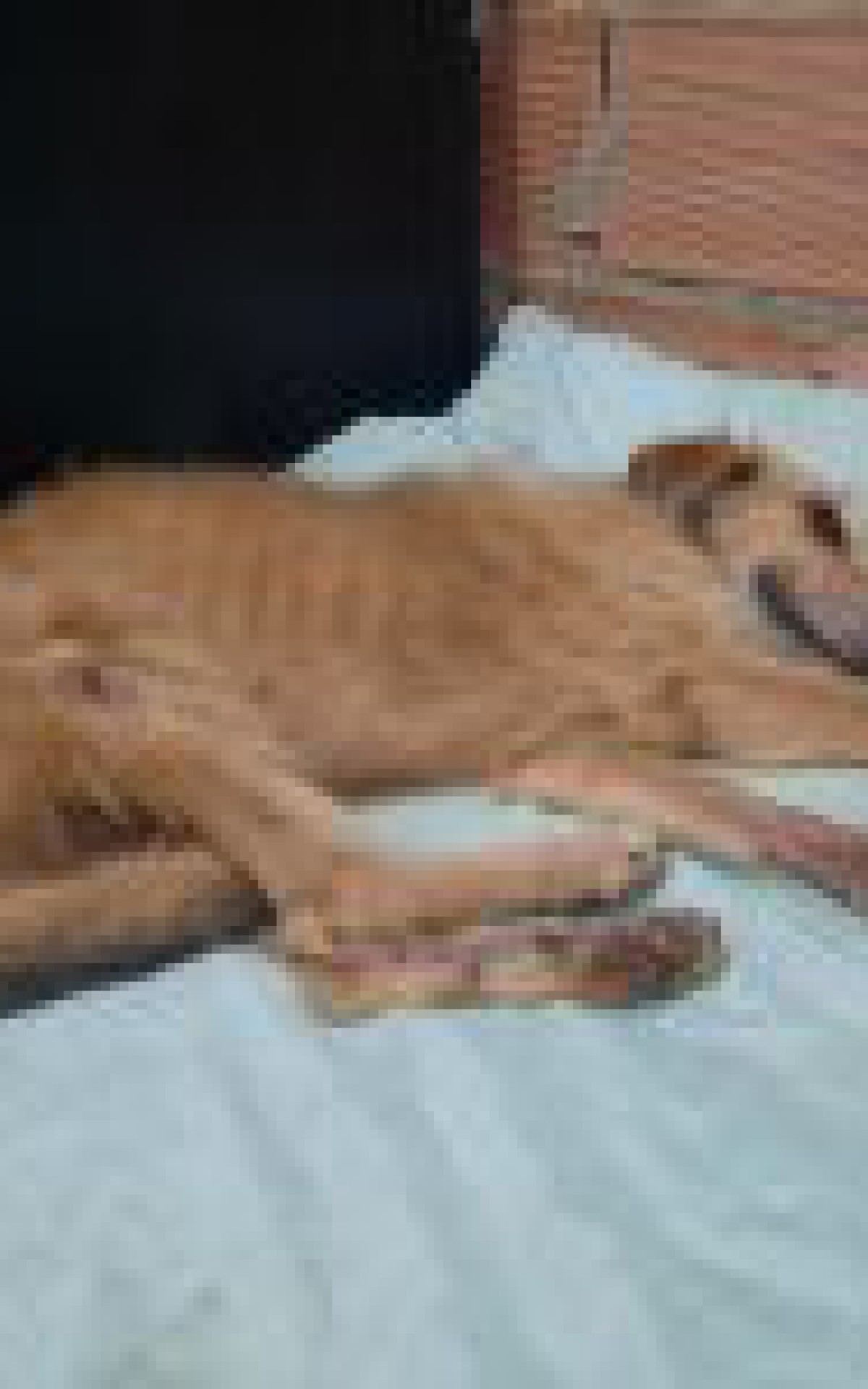 Mel recebeu alta nesta ter&ccedil;a-feira e j&aacute; est&aacute; em casa se recuperando