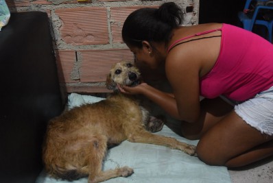 Cadela resgatada por guarda-vidas reencontra família após quatro meses