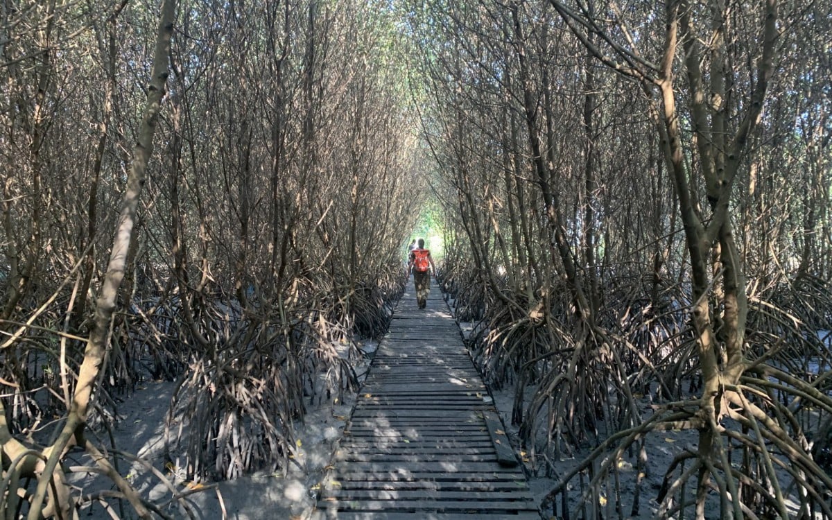 Mário Moscatelli lidera uma equipe na recuperação do manguezal de Gramacho - Divulgação