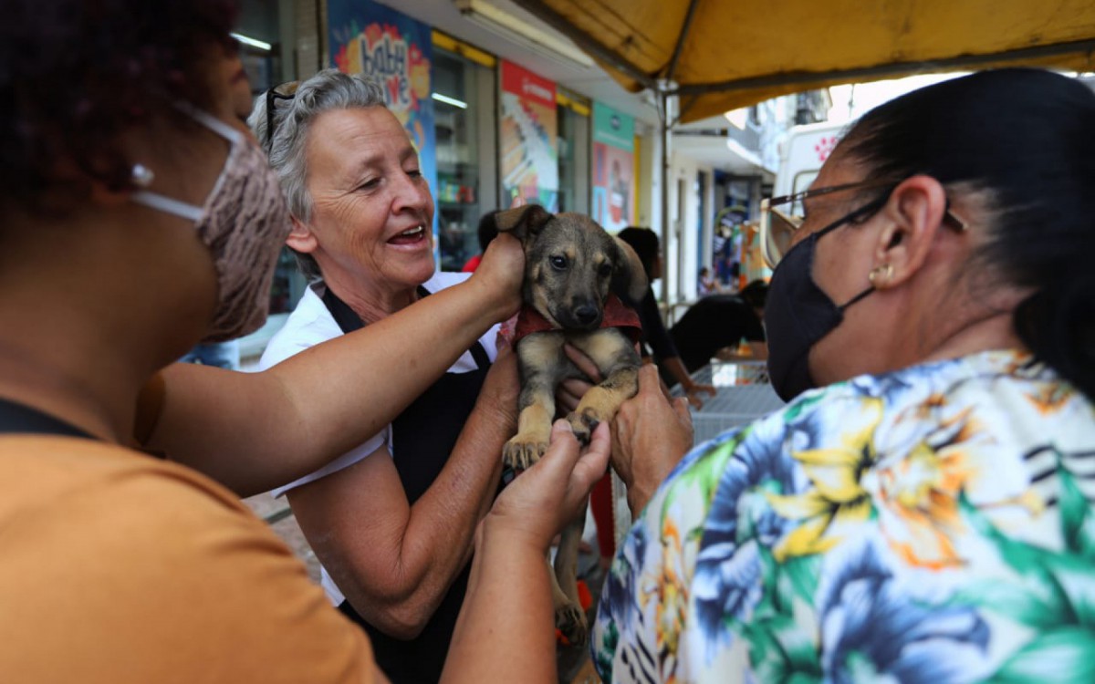 Espaço de adoção ‘Família Animal’ na Rua de Compras em VR  - Cris Oliveira