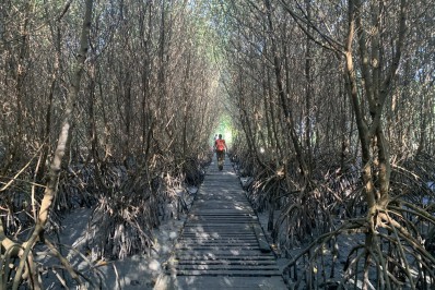 Guardião dos manguezais